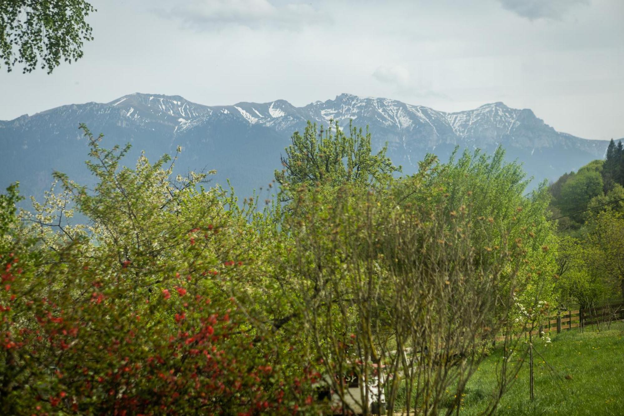 Villa Alba By Akasha Retreat Bran  Exteriér fotografie